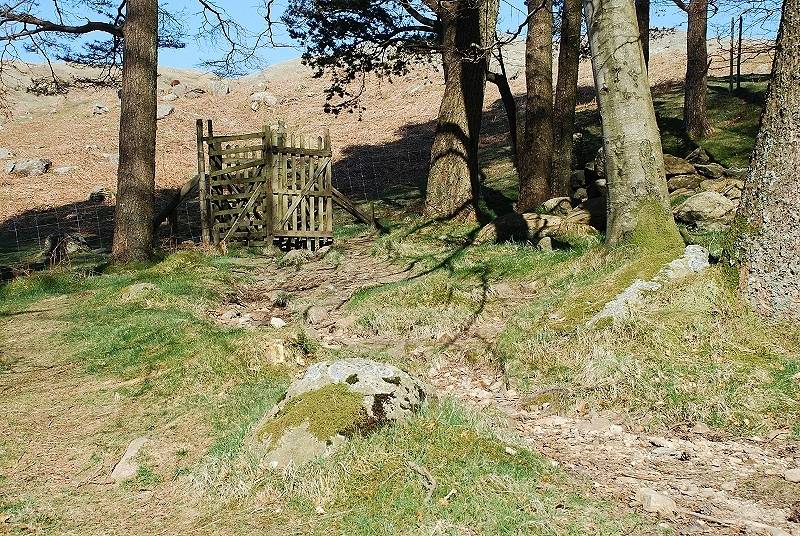 Leaving the forest via the gate in the deer fence