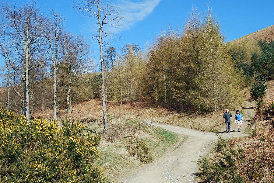 Latrigg Wood