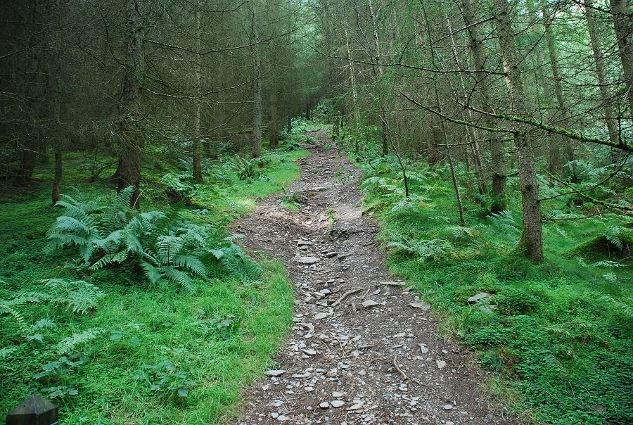 The path in the Beckstones Plantation