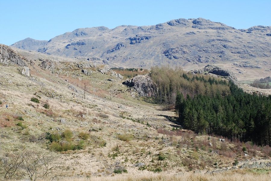 Crinkle Crags from the forestry road