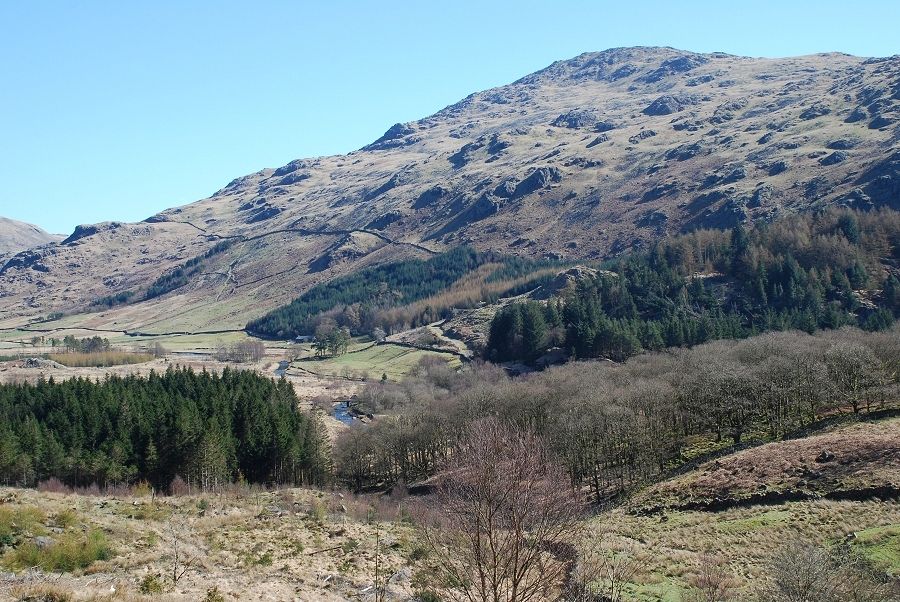 Grey Friar from the forestry road