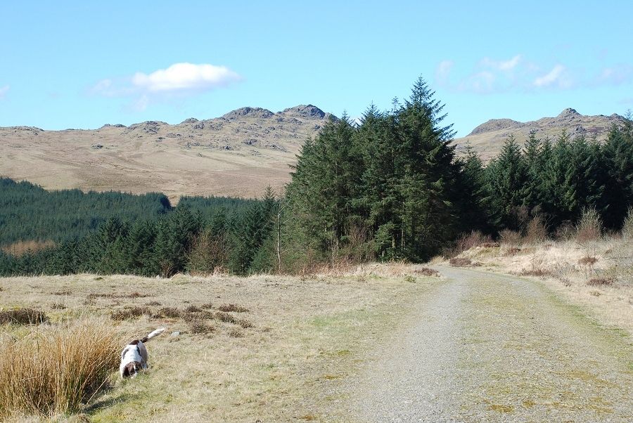 Green Crag from the forestry road