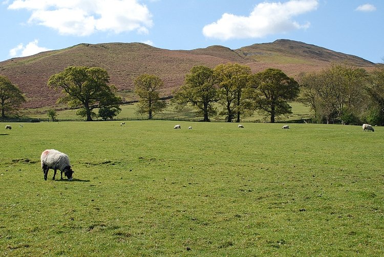 Barrow from Braithwaite