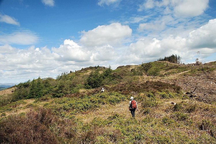 Staveley Fell from Swainson